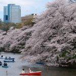 Cherry Blossom, Tokyo, Japan