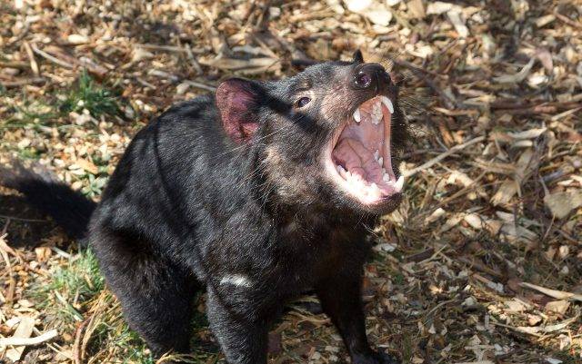 Tasmanian Devil, Tasmania, Australia