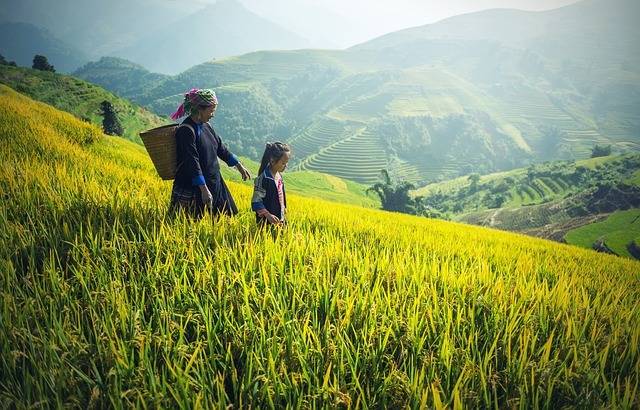 Fields in Laos