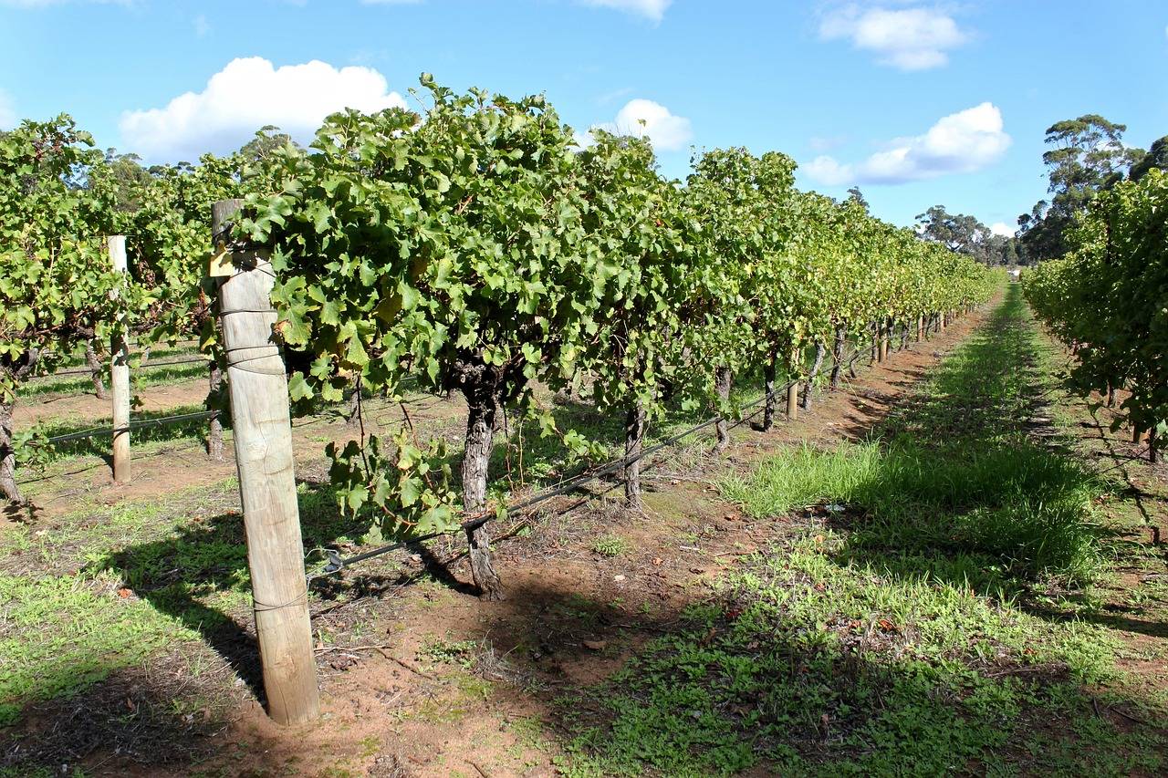 Vineyard near Margaret River, WA