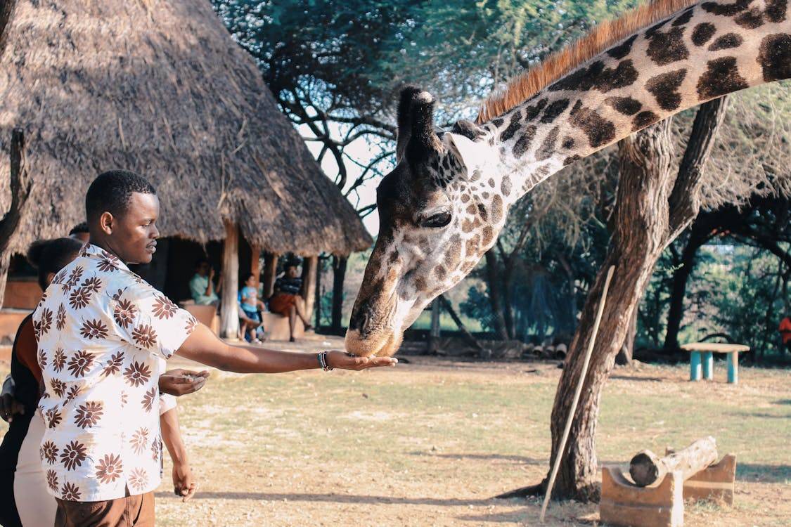 Feeding a giraffe in Kenya